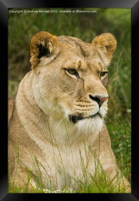 A Lioness sitting in a field Framed Print by Andrew Bartlett