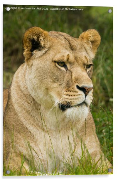 A Lioness sitting in a field Acrylic by Andrew Bartlett