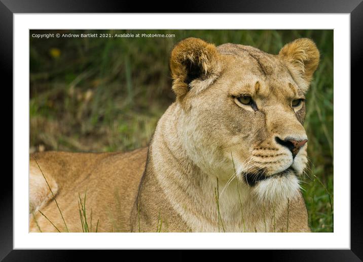 An African Lioness. Framed Mounted Print by Andrew Bartlett