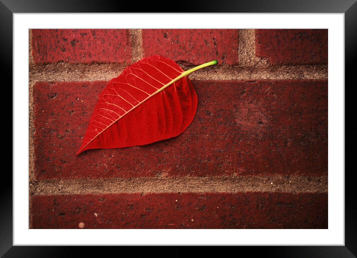 Red Leaf Framed Mounted Print by Tony Mumolo