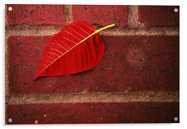 Red Leaf Acrylic by Tony Mumolo