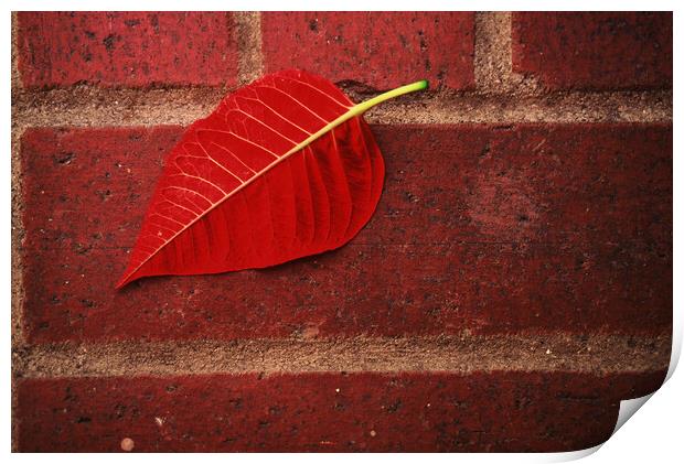 Red Leaf Print by Tony Mumolo