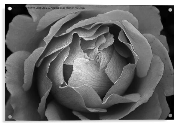 Silver Rose Acrylic by Christine Lake