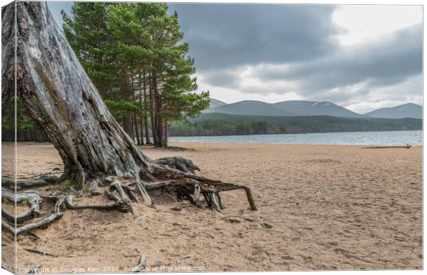 Tree roots at Loch Morlich Canvas Print by Douglas Kerr