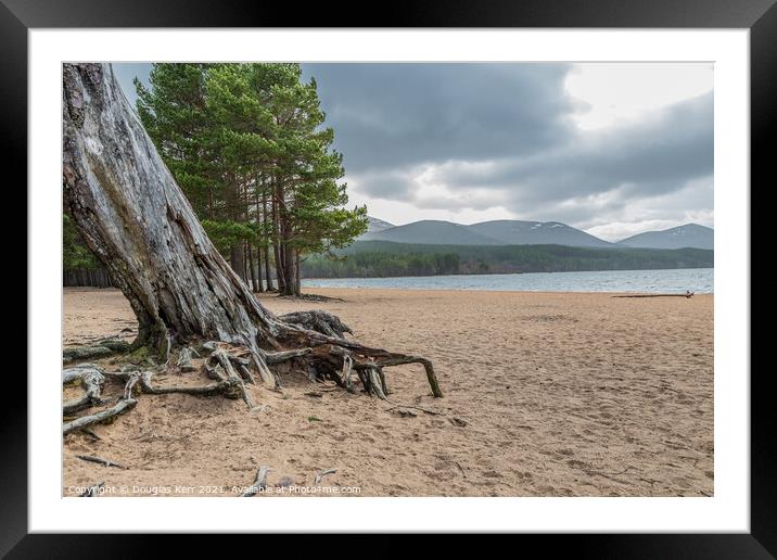 Tree roots at Loch Morlich Framed Mounted Print by Douglas Kerr