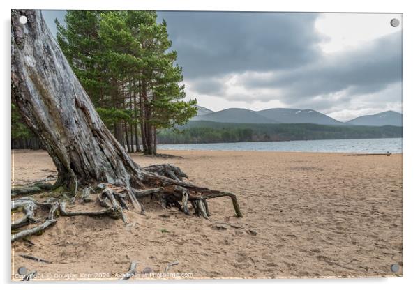 Tree roots at Loch Morlich Acrylic by Douglas Kerr