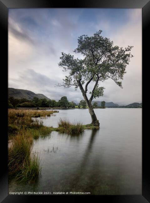 Eusemere Lone Tree Framed Print by Phil Buckle
