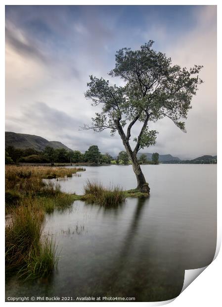 Eusemere Lone Tree Print by Phil Buckle