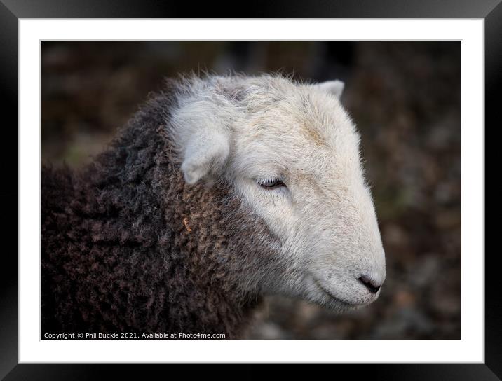 Herdy Lake District Sheep Framed Mounted Print by Phil Buckle