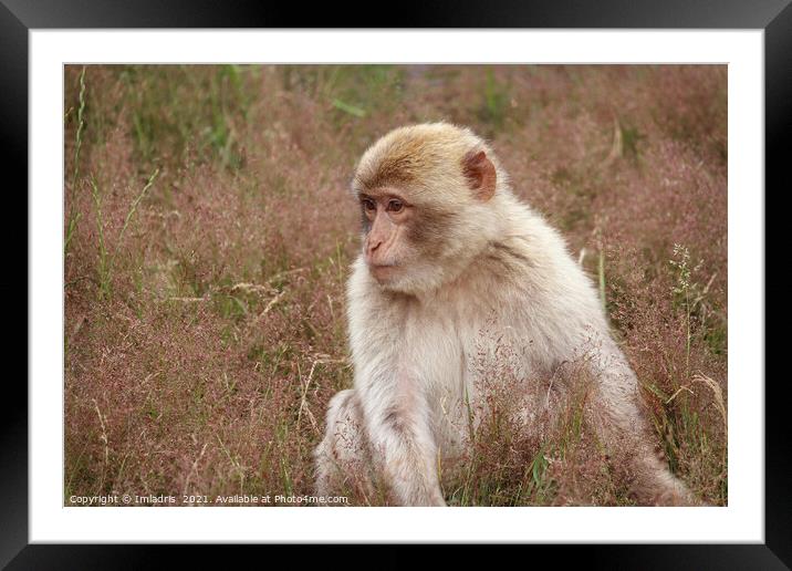 Portrait Barbary macaque (Macaca sylvanus), seated Framed Mounted Print by Imladris 