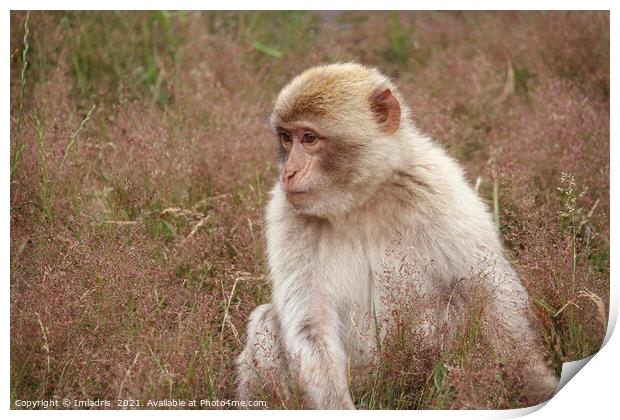 Portrait Barbary macaque (Macaca sylvanus), seated Print by Imladris 