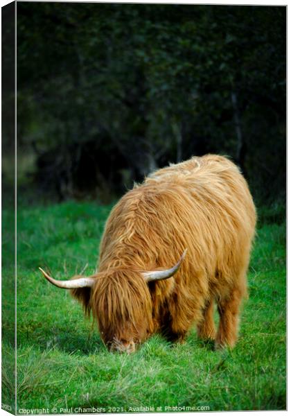 Highland Cow Canvas Print by Paul Chambers