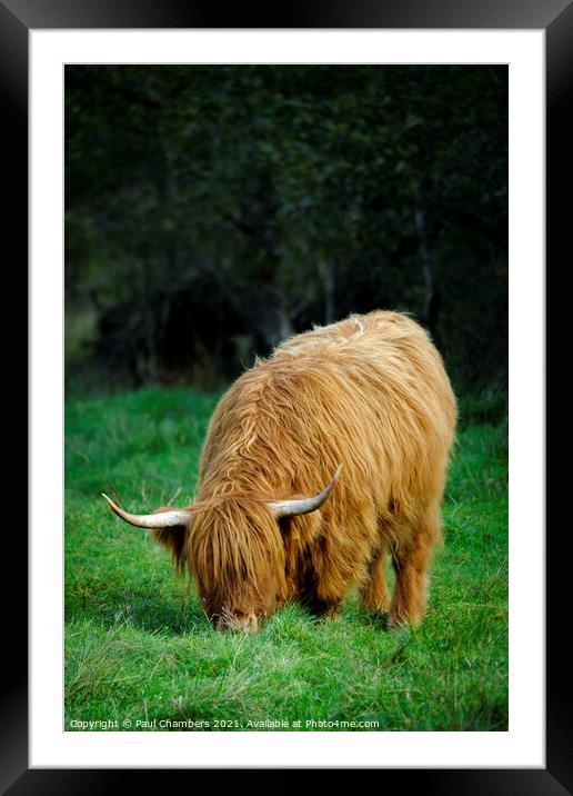 Highland Cow Framed Mounted Print by Paul Chambers