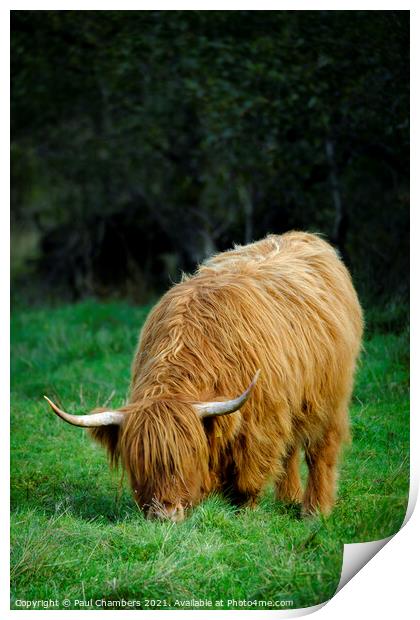 Highland Cow Print by Paul Chambers