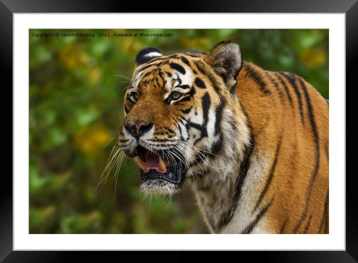 Tiger Showing His Teeth Framed Mounted Print by rawshutterbug 