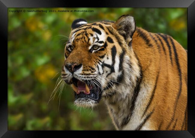 Tiger Showing His Teeth Framed Print by rawshutterbug 