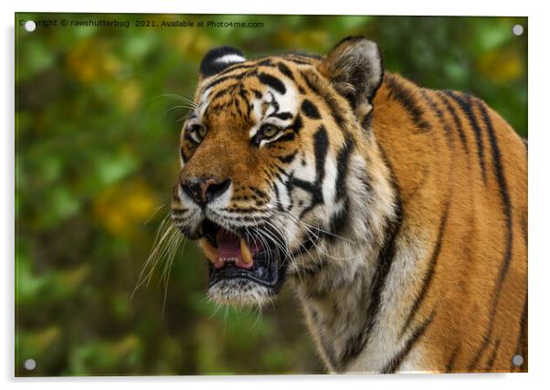 Tiger Showing His Teeth Acrylic by rawshutterbug 