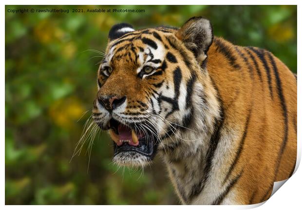 Tiger Showing His Teeth Print by rawshutterbug 