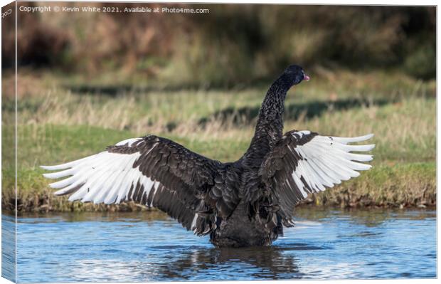 Black swan white wings Canvas Print by Kevin White
