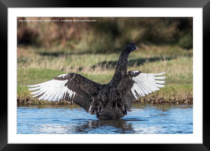 Black swan white wings Framed Mounted Print by Kevin White