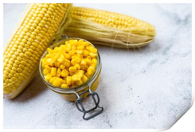 Sweet corn kernels are boiled and packed in cans to preserve the Print by Joaquin Corbalan