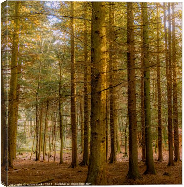 Forest | Limpsfield Common Canvas Print by Adam Cooke