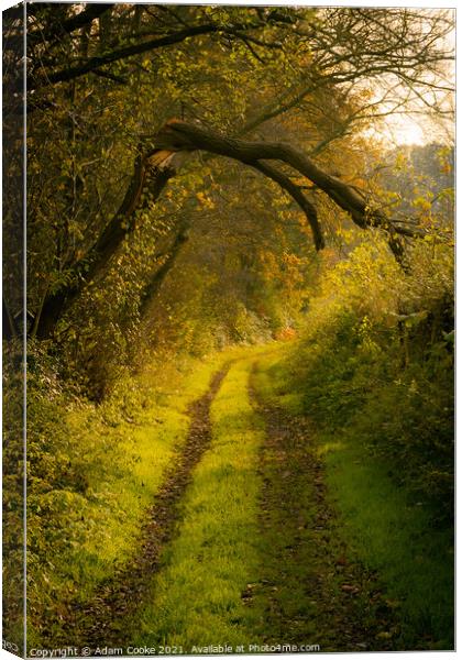 The Overarching Branch | Limpsfield Common Canvas Print by Adam Cooke