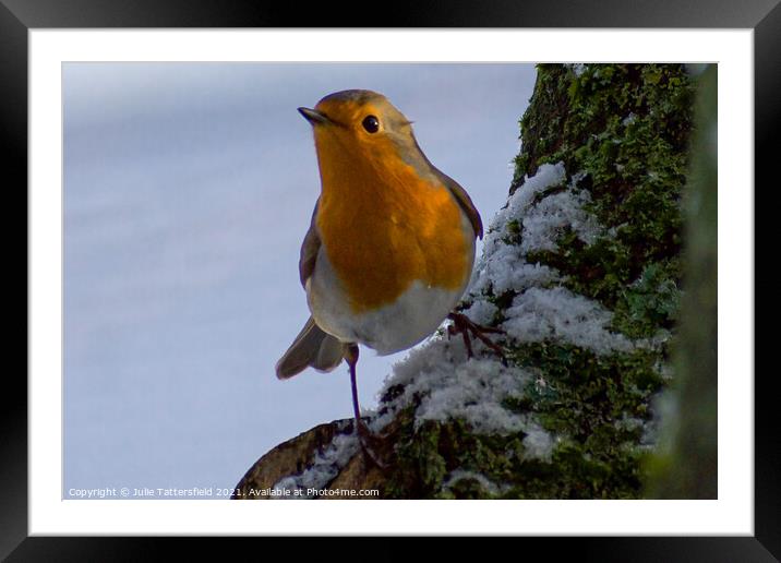 Vibrant  Robin redbreast keeping an  eye out! Framed Mounted Print by Julie Tattersfield