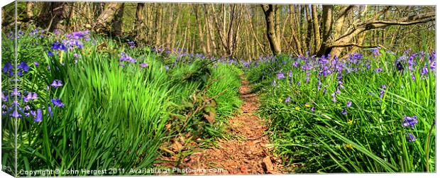 Bluebells on the trail. Canvas Print by John Hergest