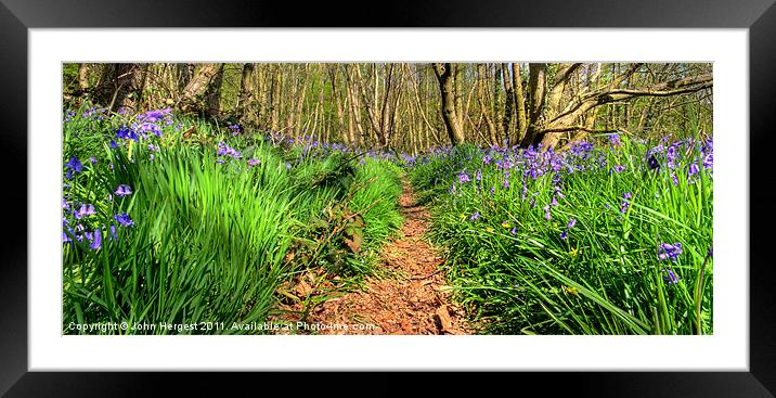 Bluebells on the trail. Framed Mounted Print by John Hergest