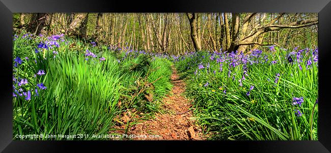 Bluebells on the trail. Framed Print by John Hergest