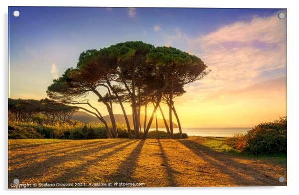 Pine tree group close to sea and beach. Baratti, Tuscany. Acrylic by Stefano Orazzini