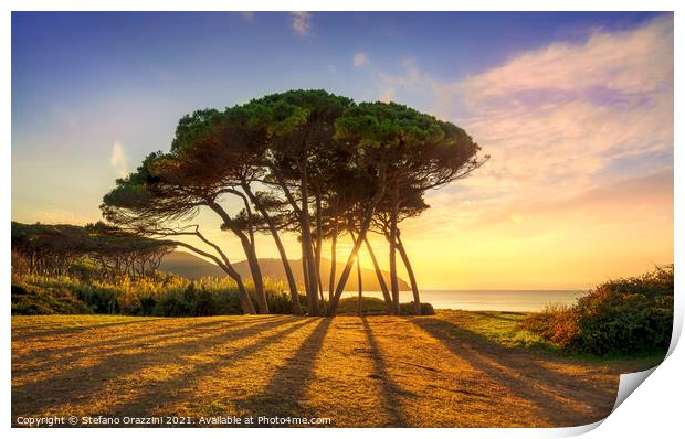 Pine tree group close to sea and beach. Baratti, Tuscany. Print by Stefano Orazzini
