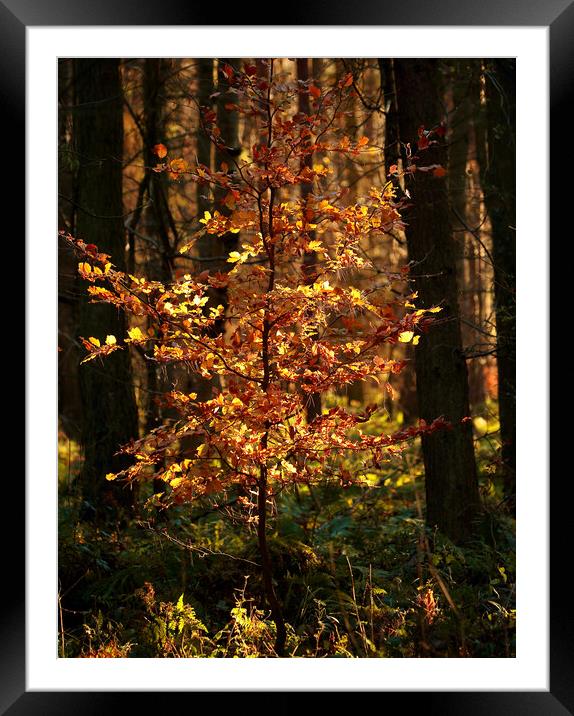 Another golden tree Framed Mounted Print by Simon Johnson