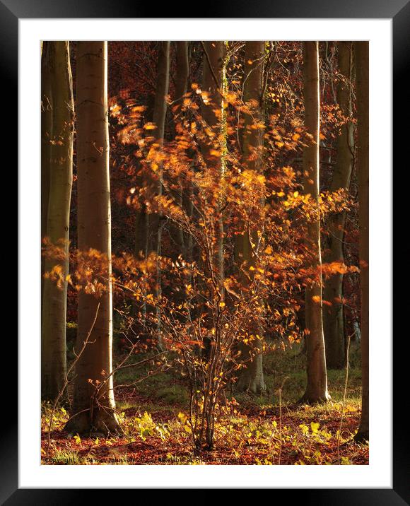 The Windy tree Framed Mounted Print by Simon Johnson