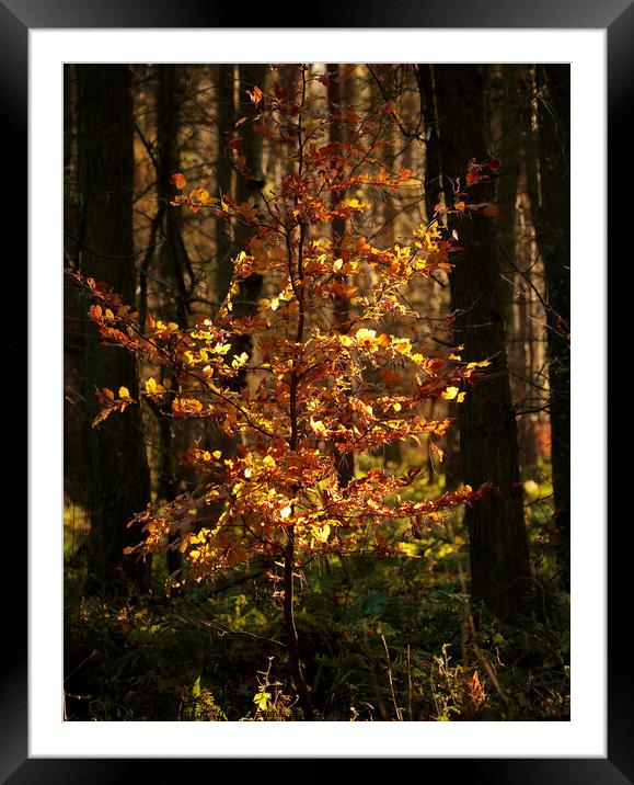 Another golden Beech tree  Framed Mounted Print by Simon Johnson