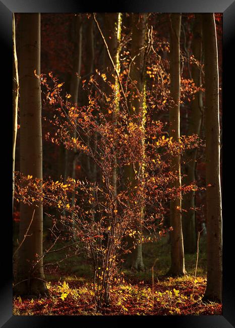 Sunlit Beech Tree Framed Print by Simon Johnson