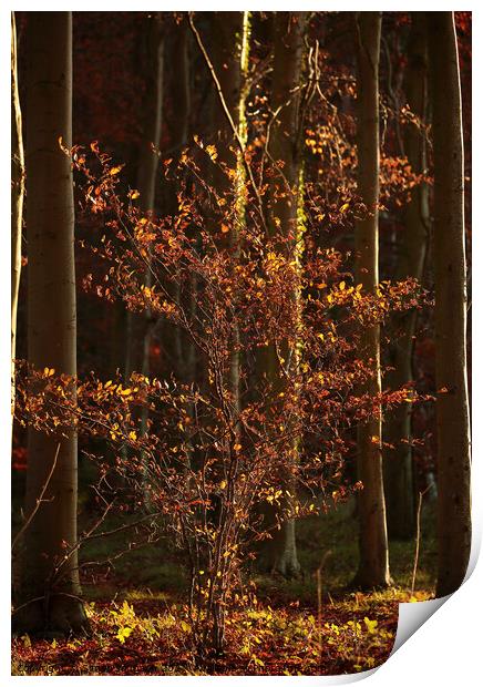 Sunlit Beech Tree Print by Simon Johnson