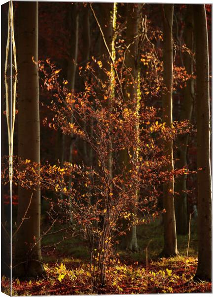  Autumn Beech tree  Canvas Print by Simon Johnson