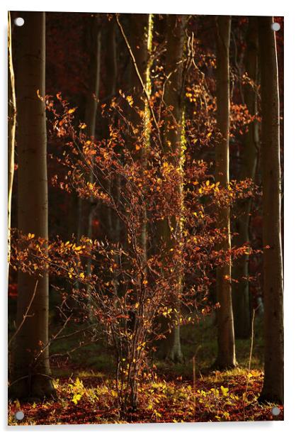  Autumn Beech tree  Acrylic by Simon Johnson