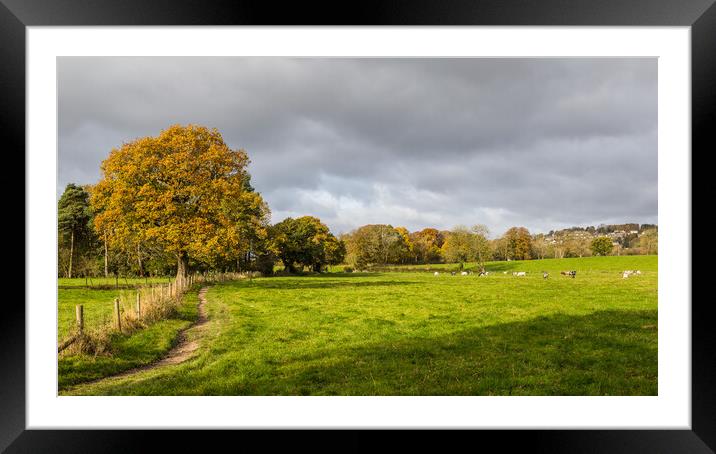 Cattle at Hathersage Framed Mounted Print by Jason Wells
