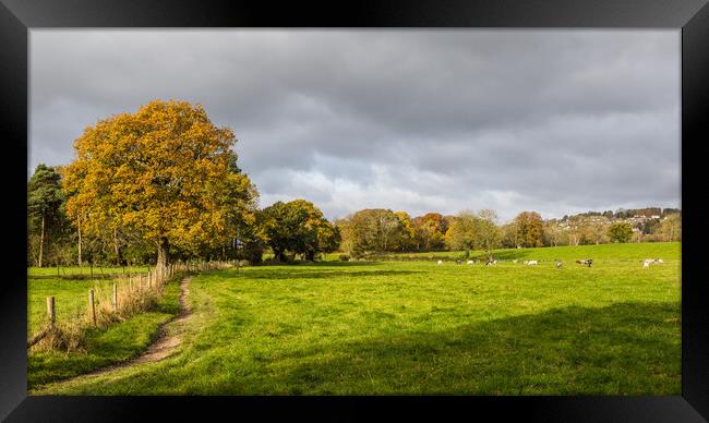 Cattle at Hathersage Framed Print by Jason Wells