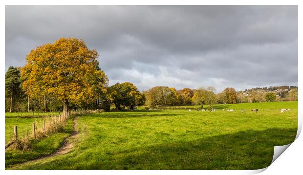 Cattle at Hathersage Print by Jason Wells