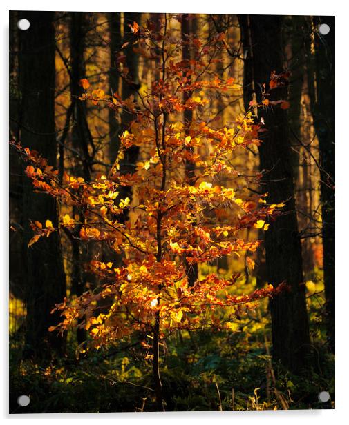 The Golden Tree Acrylic by Simon Johnson