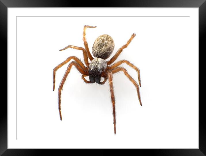 Grey House Spider Framed Mounted Print by Antonio Ribeiro