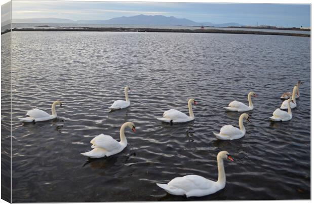 Saltcoats Lido swans Canvas Print by Allan Durward Photography