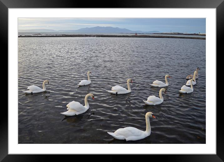 Saltcoats Lido swans Framed Mounted Print by Allan Durward Photography