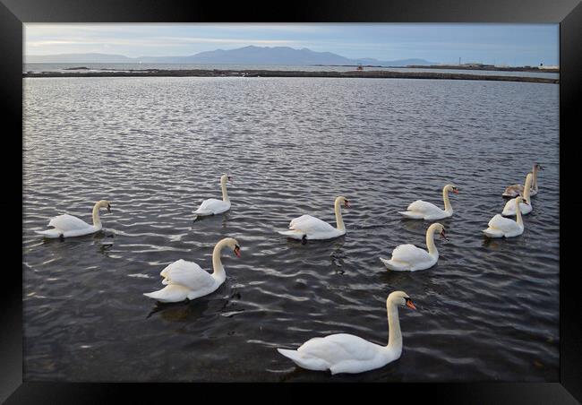 Saltcoats Lido swans Framed Print by Allan Durward Photography