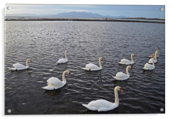 Saltcoats Lido swans Acrylic by Allan Durward Photography