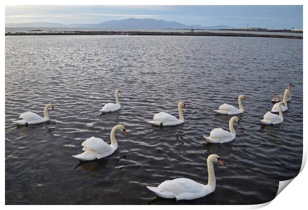 Saltcoats Lido swans Print by Allan Durward Photography